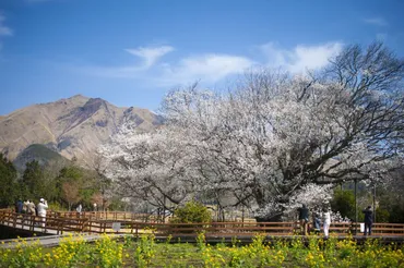 一心行の大桜：見頃時期はいつ？アクセス方法や周辺情報も紹介！南阿蘇の絶景とは！？