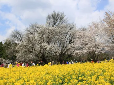 一心行の大桜】アクセス・営業時間・料金情報 