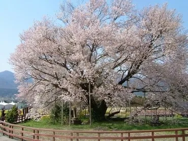 一心行の大桜