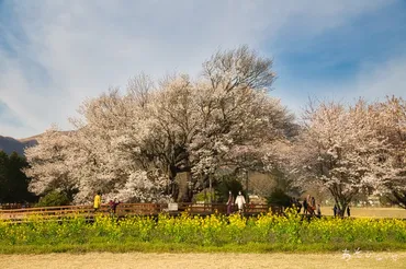 2024一心行の大桜】平日か朝一番に！一度は見たい樹齢400年の一本桜