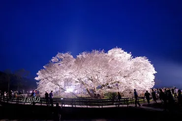 一心行の大桜」夜桜ライトアップは３日間限定！熊本の一本桜 