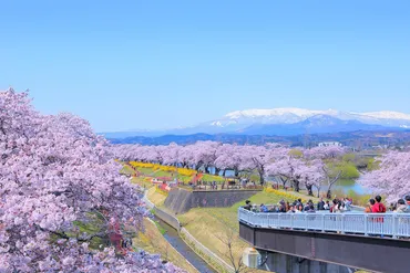 柴田町船岡城址公園の桜（柴田郡柴田町） 