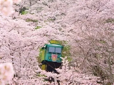 船岡城址公園の桜