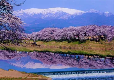 2024年版！宮城・東北を代表する桜の名所【白石川堤一目千本桜】おおがわら桜まつりも開催！