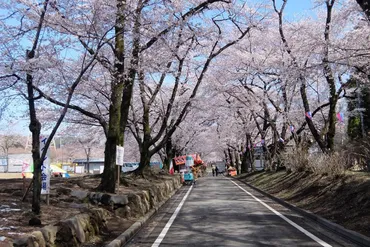 群馬県前橋市の赤城南面千本桜、見頃を迎える！その歴史と魅力とは！？