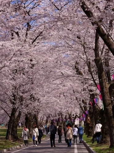 赤城南面千本桜