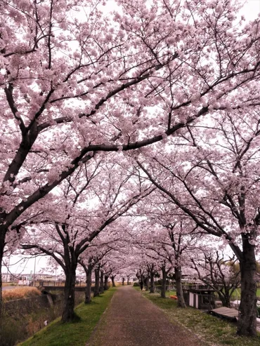 2024年の赤城南面千本桜の開花・混雑予測、桜まつりについて 