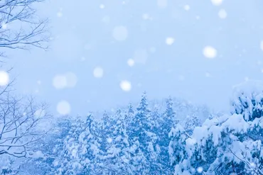 雪の種類と名前】ぼたん雪、ぼた雪、粉雪、こしまり雪…なにが違う？