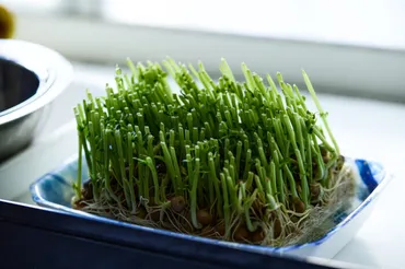 なぜ豆苗を庭に植えるべきではないのか？その3つの理由と、水耕栽培や土植えのタイミングについて 