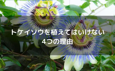 トケイソウを植えてはいけない４つの理由！毒性と花言葉が怖い・気持ち悪い説も 