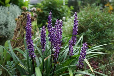 葉も花も実も楽しめる！ 育てやすいヤブランはガーデニング初心者にもおすすめの植物 