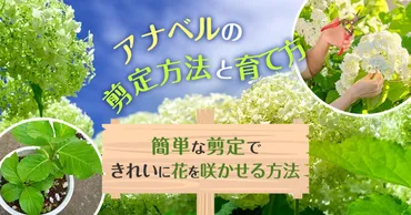 アナベルの剪定は簡単！きれいに花を咲かせる剪定方法＆育て方 