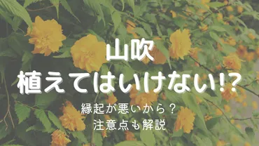 山吹を庭に植えても大丈夫？迷信と育て方について解説とは！？