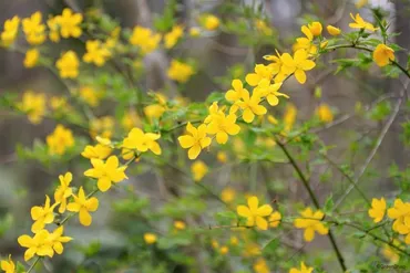 山吹(ヤマブキ)の花言葉と育て方