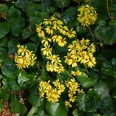 ツワブキ (Farfugium japonicum) 花言葉，毒性，よくある質問 