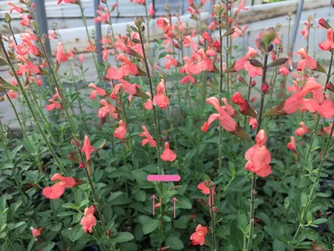 丈夫で花期が長い宿根草！チェリーセージの育て方 