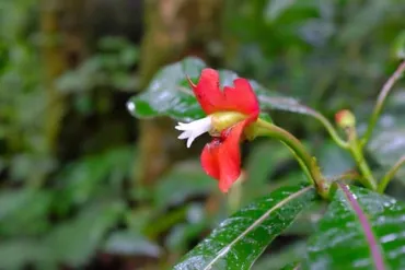 チェリーセージ(サルビアミクロフィラ)の花言葉