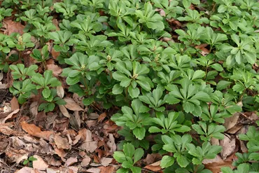 フッキソウ、植えるのってアリ？魅力とリスクとは！？