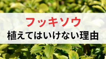 フッキソウを植えてはいけない理由まとめ