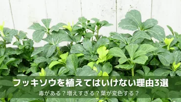 フッキソウを植えてはいけない理由は3つあった！毒がある？