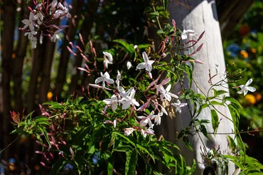 ハゴロモジャスミンって、どんな花？魅力的な花言葉とは！？