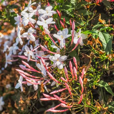 ハゴロモジャスミン (Jasminum polyanthum) 花言葉，毒性，よくある質問 