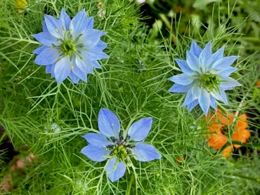 ニゲラの育て方】種まきの時期は？実から種取りできる？寄せ植えで相性がいいのは？