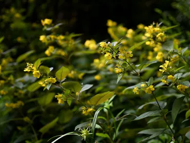 リシマキアって知ってる？魅力的なグランドカバー植物！とは！？