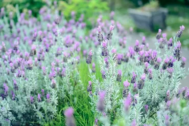 ラベンダーの育て方】毎日のお手入れ方法や植え替え・増やし方を解説 