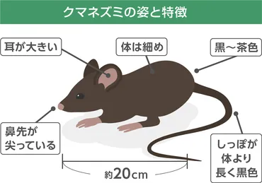 家に出るネズミの種類の見分け方？見分け方のポイントは!?