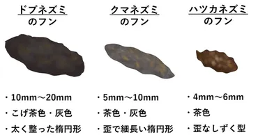 画像あり】ネズミのフンの見分け方は？見つけたときの対処法も