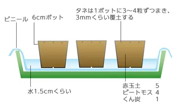 ネモフィラの育て方・栽培方法