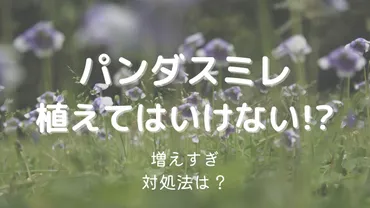 パンダスミレを植えてはいけない理由は増えすぎるから！対処法も解説 