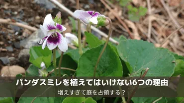 新説】パンダスミレを植えてはいけない6つの理由を公開