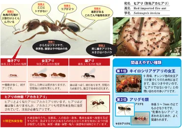 外来種が引き起こす問題は？日本の現状や対策、私たちにできること 