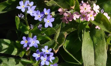 【勿忘草(ワスレナグサ)の花言葉】裏の怖い意味もある？プレゼントにおすすめの色は？