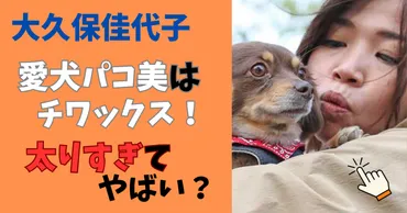 大久保佳代子の愛犬パコ美の犬種はチワックス！太りすぎでSNS心配の声？ 