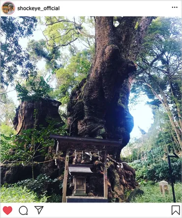 待ち受けにしたくなるSHOCK EYEのインスタ画像【ご神木がスゴイ神社編】【SHOCK EYEの神社習慣】