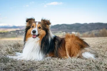 シェルティの性格と飼育！飼い主必見のポイントをご紹介！シェルティとは！？