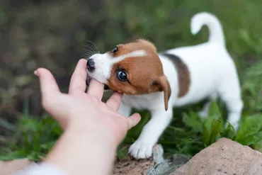 トレーナー監修】犬の甘噛み、対処法は？ 理由からしつけのポイントまで