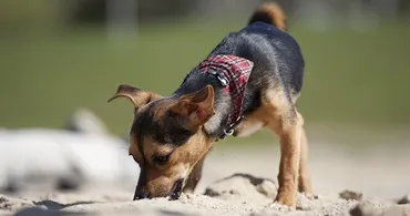 犬の拾い食いをやめさせるコツやしつけ方法とは 