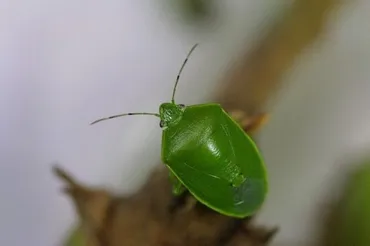 カメムシ、今年はなぜ大量発生? 農家や家庭ができる対策は? 