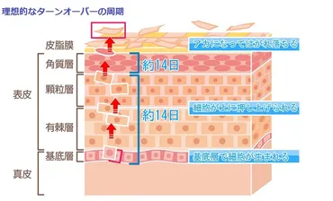 美肌の決め手は、ズバリ『理想的な周期でのターンオーバー』 