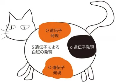 三毛猫のオスって、なんでこんなに珍しいの？その秘密とは！？