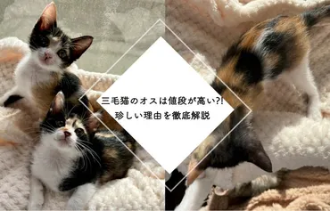 三毛猫のオスは値段が高い?!珍しい理由を徹底解説 – NIGAOE PETS