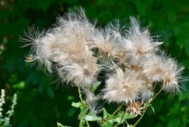 ケサランパサランの正体はアザミ？植物？動物？色んな所説まとめ 