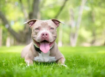 獣医師監修】世界最強の闘犬！「ピットブル」絶対知っておくべき特徴と意外な素顔や性格とは？