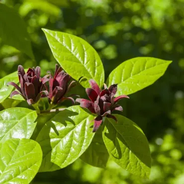 クロバナロウバイ (Calycanthus floridus) 花言葉，毒性，よくある質問 