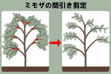 ミモザの剪定は花が咲いた後！剪定方法や花が咲かない原因を解明 