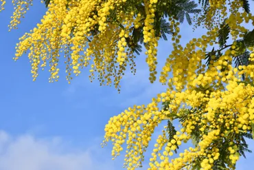 ミモザの木】オシャレな花姿が人気！花が終わったら「剪定」が必要な理由＆方法を解説